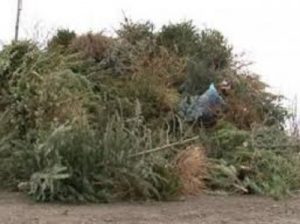 Ekkor viszik a karácsonyfákat