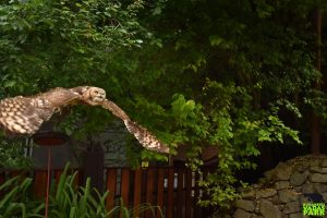 Különleges madárfajoknak is otthont ad a Budakeszi Vadaspark