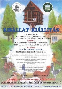 Galamb- és kisállat-kiállítás Székesfehérváron