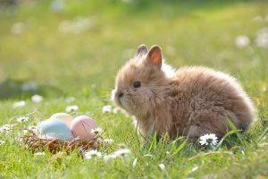 Tavaszköszöntõ és nyuszi túra a Velencei-hegységben
