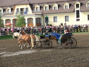 "Éles bevetés" - Jótékonysági Családi programok a Hétkúti Lovasparkban!