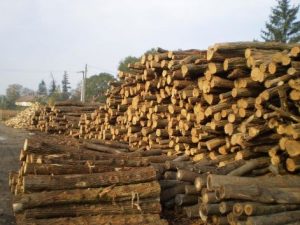 A tûzifa gyûjtés szabályozása a Vértesi Erdõ Zrt. területén