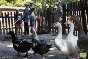 Elindult a jelentkezés a Budakeszi Vadaspark nyári Vackor táboraira