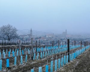 Mór: Fotósok szemével sorozat - 2019. február