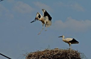 Legyen Mórnak újra jeladós gólyája! - Móri Gólya Projekt 2019