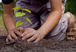 "Egy család, egy fa" faültetési akció Móron