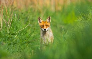 Mór: Fotósok szemével sorozat - 2019. április