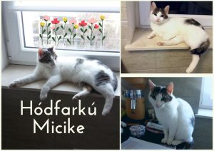 Hódfarkú Mici
