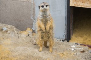 Szurikáta pár és kenguru is költözik a megújuló Börgöndpusztai Állatsimogatóba