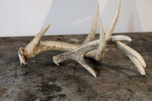 Szarvas trófeák a gépkocsiban