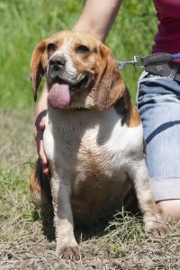 Gini, a beagle, aki újra szabad!