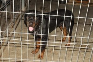 Kétéves gyermekre támadt egy kutya Csókakõn