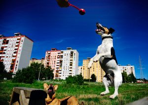 Ebösszeírás lesz Móron