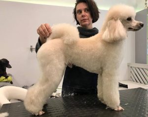 Szõrápolás nyáron - A móri Zöld Kutya Grooming hasznos tanácsai!