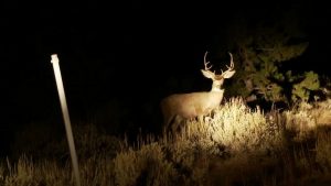 Hurokkal vadászott egy móri orvvadász