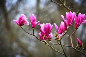 Egy tulipánfa kalandos élete