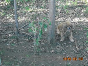 Fához kötött ki egy kutyát, az oroszlányi rendőrök keresik