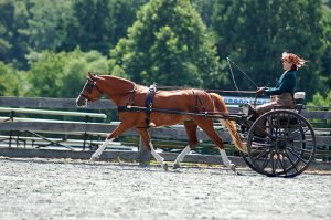 Pónifogathajtó-vb - Svájci és német első helyek maratonhajtásban