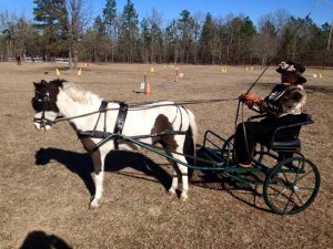 Pónifogathajtó-vb - Német és holland sikerek díjhajtásban Kisbér-Ászáron