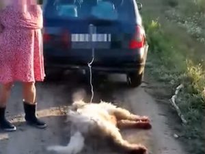 Állatkínzásért felelhet a kutyáját autója után kötő nő