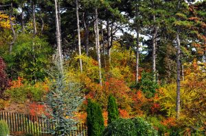 Szombaton irány a fenyves