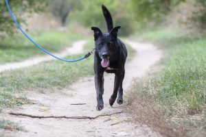 Az Állatmenhelyen várja a gondos gazdáját