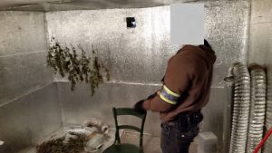 Kábítószert termesztettek Ászáron - Videóval