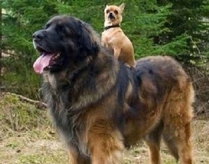 8 évre eltiltanák az ebtartástól a kisbéri férfit