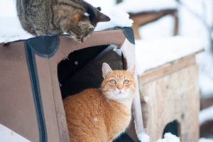 Nyakunkon a hideg idő