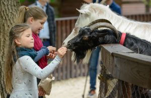 Közel kétszázezren keresték fel idén a Budakeszi Vadasparkot