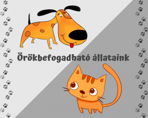 Gazdára váró cicák