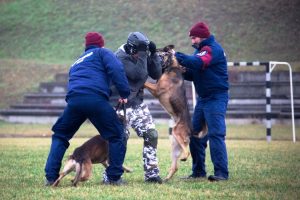 Testközelből a rendőrszakma – nyílt napok a rendészeti szakgimnáziumokban