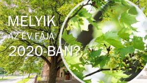 Már csak két hétig szavazhatunk az “Év fája” versenyen