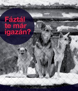 Jó tanácsok télre a kutyatartóknak