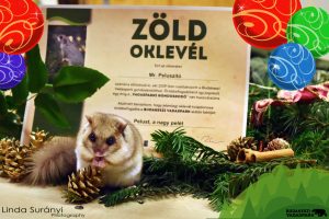 Virtuális örökbefogadás ajándékba