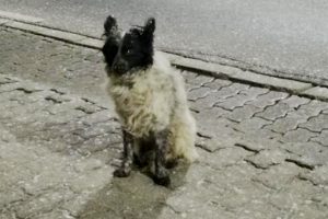 Mici és sorstársai megmenekültek