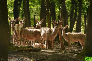 Záróra után a Budakeszi Vadasparkban!