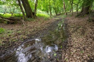 Lokális megoldások globális problémákra a Pilisi Parkerdőben