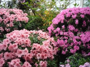 Az arborétumok királynője, a rododendron