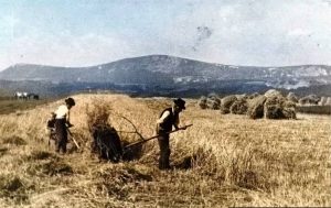 A búzaszenteléstől az aratási ünnepig