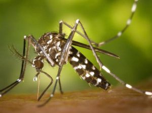 Új, veszélyes szúnyogfajok Budaörsön is