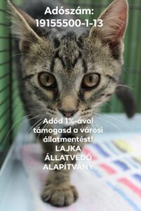 A felelős állattartásért