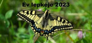Az Év lepkéje 2023-ban a fecskefarkú pillangó lett