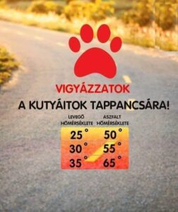 Így óvjuk kutyánk tappancsait