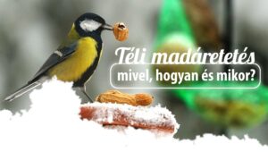 Etessük a madarakat!