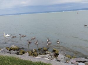A Balaton egy sekély, biztonságos tó?