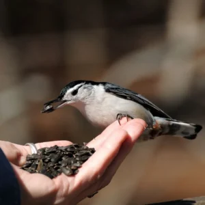 A madarak téli etetése