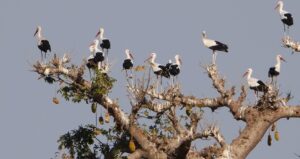 A gólyák mindig visszatérnek