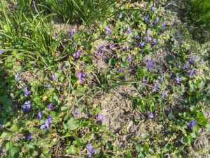 Már úton-útfélen nyílik az ibolya