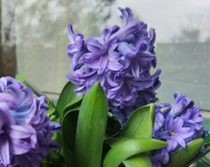 A csodálatos jácint